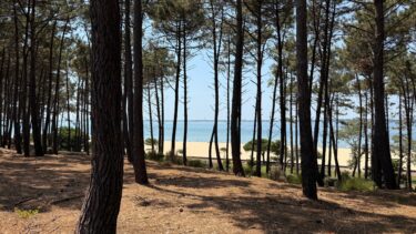 forêt d'arcachon avec la plage en fond