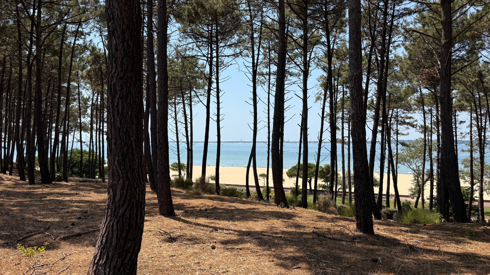 forêt d'arcachon avec la plage en fond