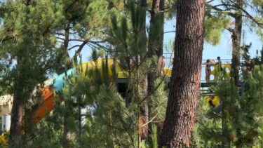 attraction aquatique au milieu des arbres