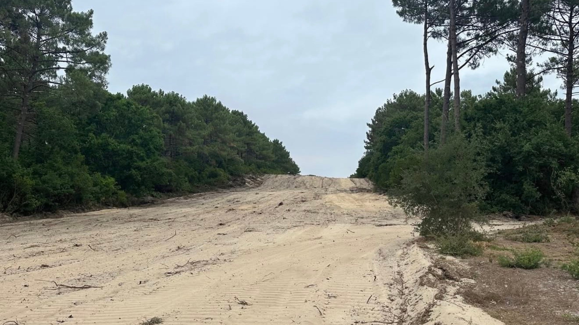 pare-feu au milieu de la forêt à lège cap ferret suite aux incendies