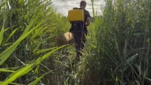 Un homme portant une cuve jaune sur le dos se déplace dans de hauts feuillages