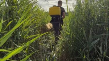 Un homme portant une cuve jaune sur le dos se déplace dans de hauts feuillages