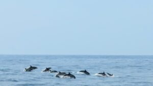 Balade observation des dauphins août 2026. On aperçoit un banc de dauphin