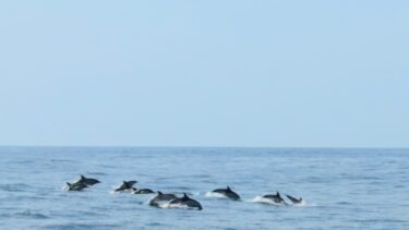 Balade observation des dauphins août 2026. On aperçoit un banc de dauphin