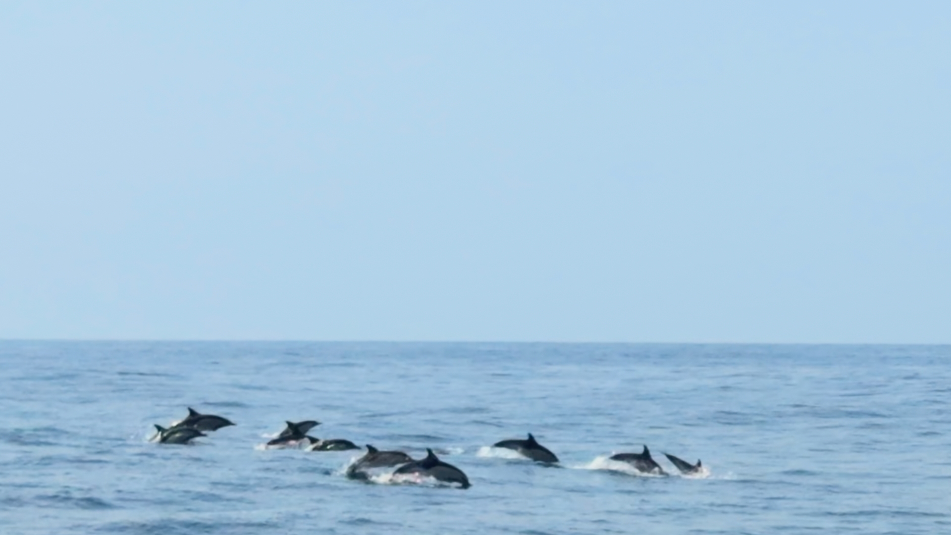 Balade observation des dauphins août 2026. On aperçoit un banc de dauphin