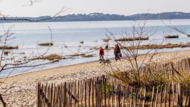 des personnes se promènent avec un chien. Au premier pla, des clotures en canisse et des branches d'arbres