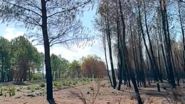 Parcelle d'arbres calcinés sur la droite, à gauche des arbres verts intactes