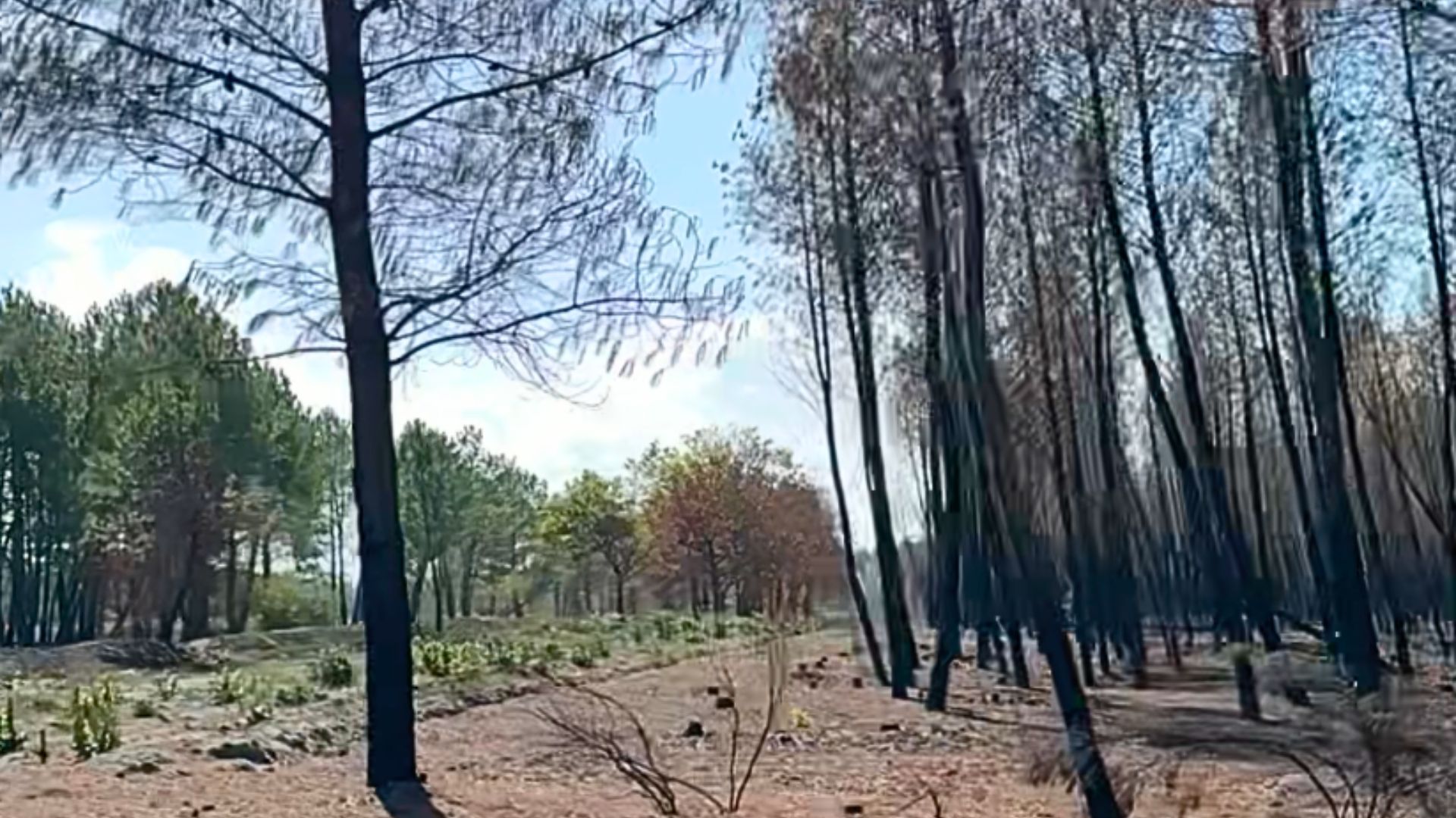 Parcelle d'arbres calcinés sur la droite, à gauche des arbres verts intactes