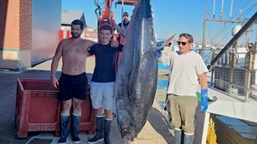 trois homme pose à coté d'un thon de 254kg sur un port de peche