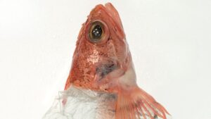 photo d'un poisson rouge dans du plastique