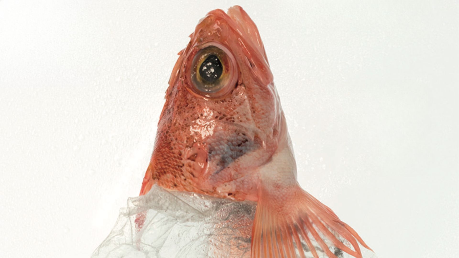 photo d'un poisson rouge dans du plastique