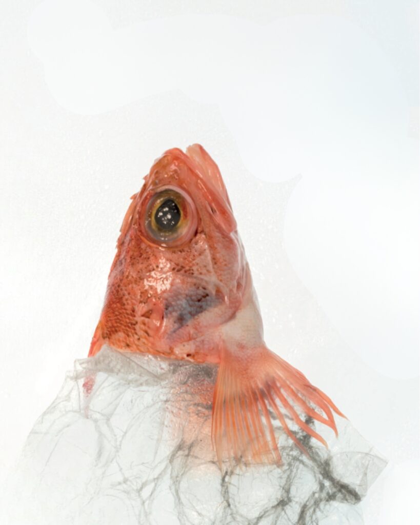 poisson orangé avec la tête vers le haut et un corps de plastique