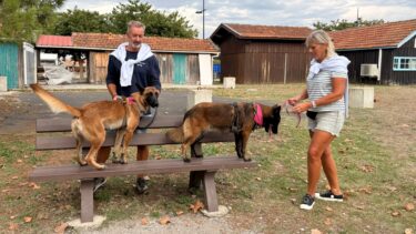 2 chiens sur un banc tenus en laisse par deux adultes debout au milieu du port de la teste
